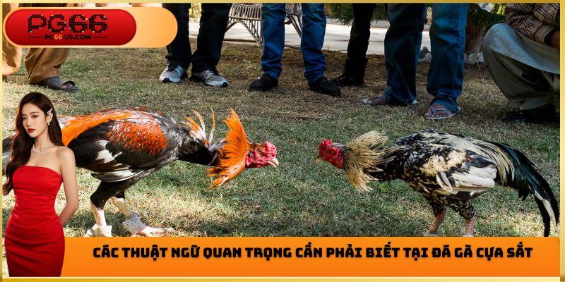 Các thuật ngữ quan trọng cần phải biết tại đá gà cựa sắt