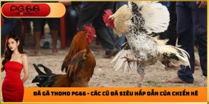 Đá gà Thomo pg66