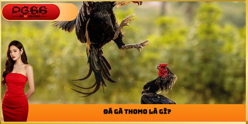 Đá gà Thomo là gì?