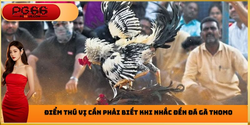 Điểm thú vị cần phải biết khi nhắc đến đá gà Thomo
